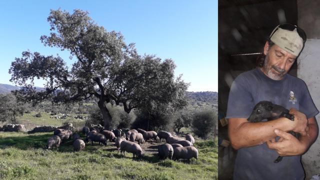 A la derecha, cerdos de Ibéricos Felices y, a la izquierda, David De Castro, uno de los ganaderos.