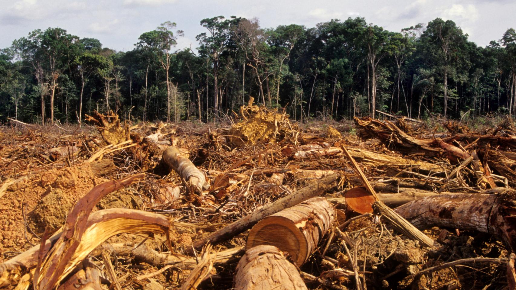 Escena de deforestación en el Amazonas.