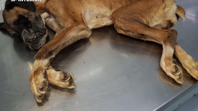 El perro que fue abandonado en la vivienda.