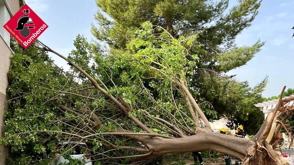 El Consorcio Provincial de Bomberos interviene en la caída de un árbol en Alcoy.