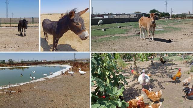 Algunos animales del Santuario Scooby, en Medina del Campo