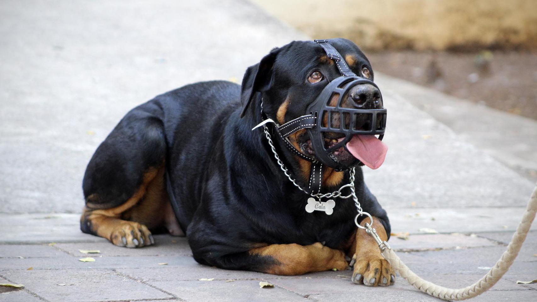 ¿Me pueden multar si no llevo a mi perro con bozal?