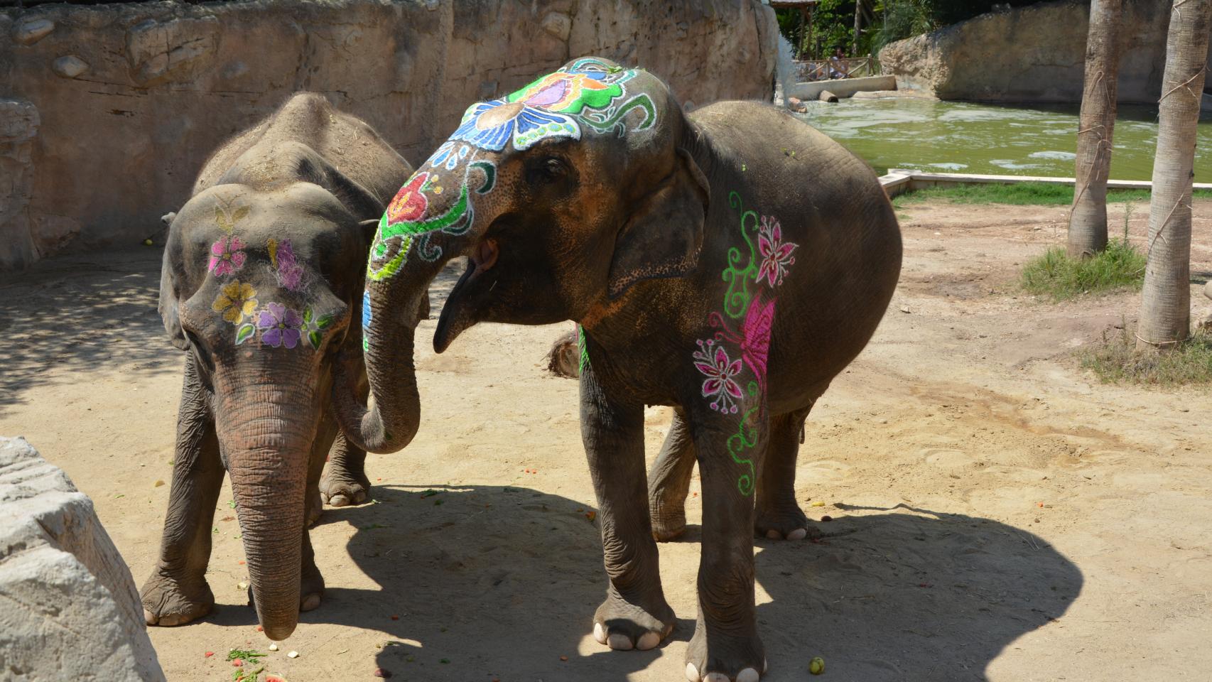 Petita y su compañera Kaiso, en las instalaciones de Terra Natura.