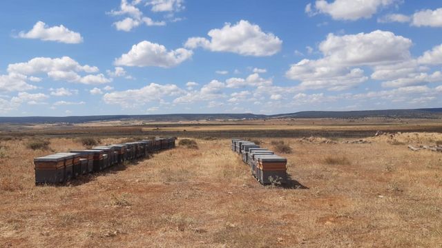Apicultores de Guadalajara prevén que la cosecha de este año será desastrosa