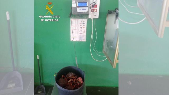 Centollas aprehendidas en Rianxo (A Coruña)