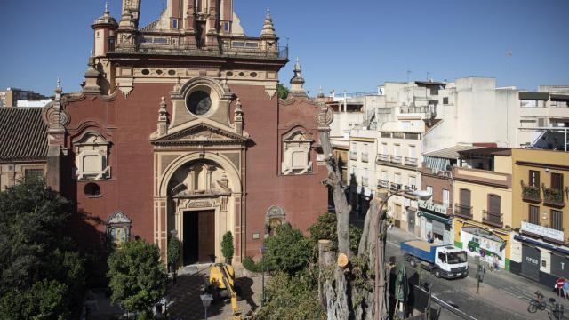 Ficus de San Jacinto (Sevilla) tras los trabajos de poda.