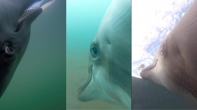 Delfines en investigación.