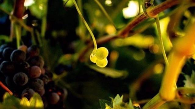 Valdepeñas (Ciudad Real) lanza un concurso en Instagram con un premio de 500 euros