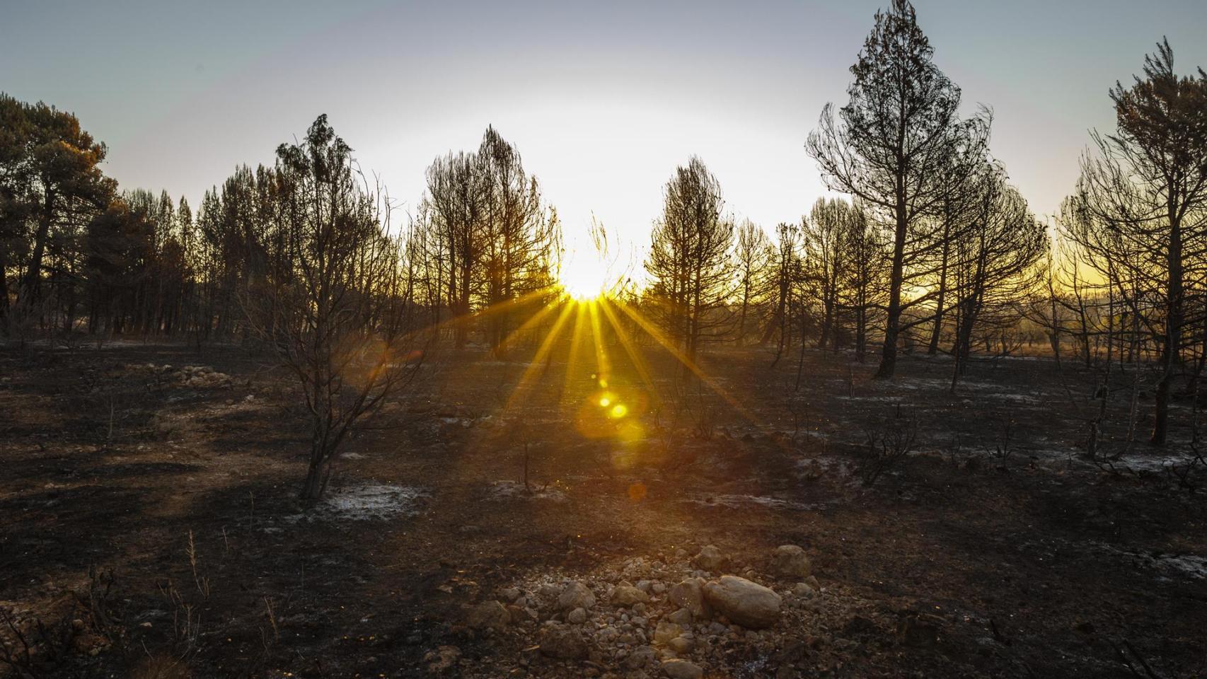 Amanecer sobre la superficie quemada del incendio de Bejís.