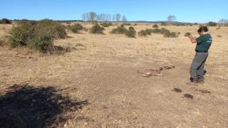 Ataque de buitre en Herguijuela del Campo