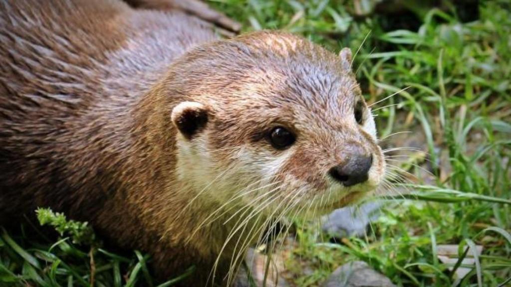 Nutria en el entorno del Lago de Sanabria