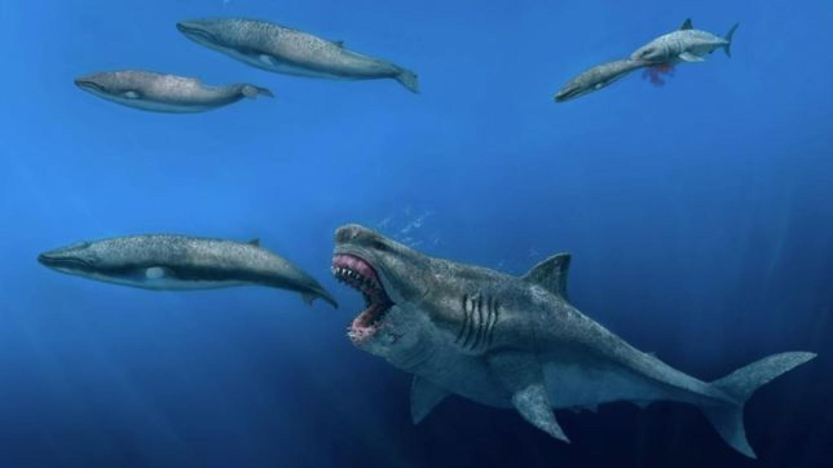 Representación artística de un Otodus megalodón de 16 m depredando a un balenóptero de 8 m, en el Plioceno