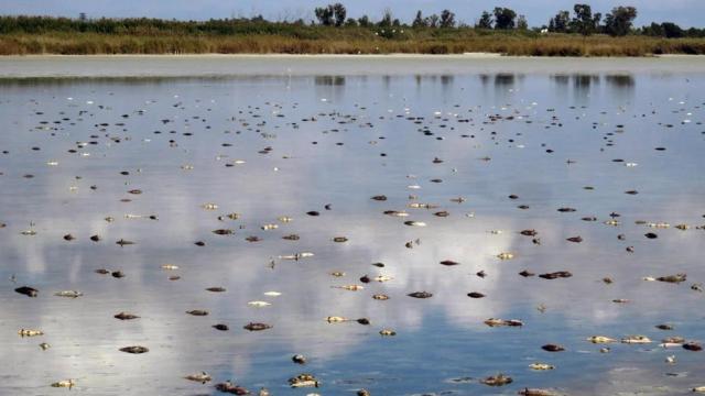 La asociación AHSA difundió esta imagen de carpas muertas en El Hondo tras una desecación en el verano de 2017.