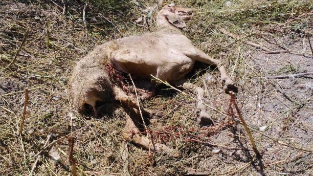 Un ataque de lobo en Camporredondo (Valladolid) pone en alerta a los ganaderos de la zona
