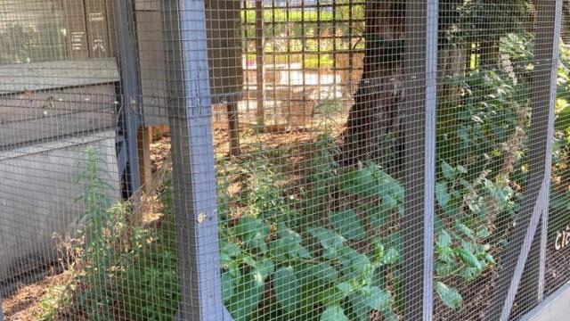 El gallinero instalado en la plaza que recuerda a 'La Nueve' en París.