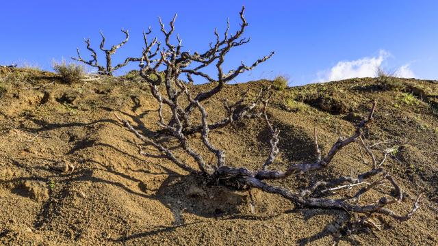 El calor y la falta de lluvia amenazan la vendimia