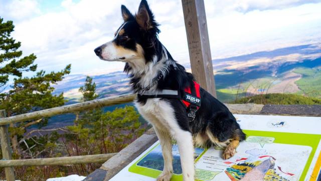 Viny, el perro de F. C., el interno de la cárcel de Zaragoza-Zuera que ha pedido poder recibir su visita en prisión.