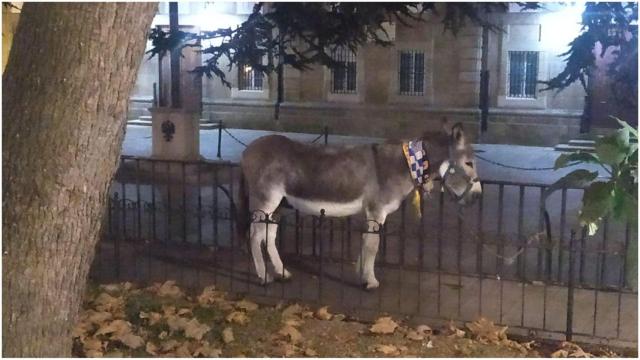 El burro Espiri este miércoles en la Ciudad Vieja.