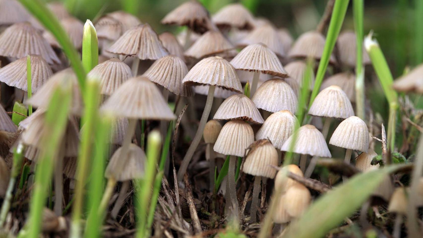 Hongos psilocibios.