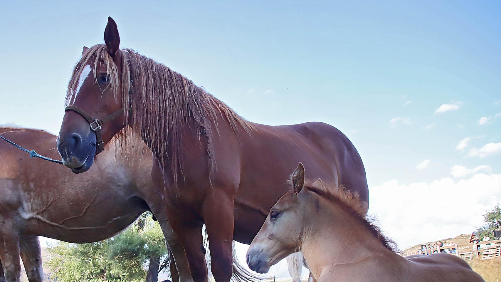 Un caballo Hispano-Bretón. Archivo.