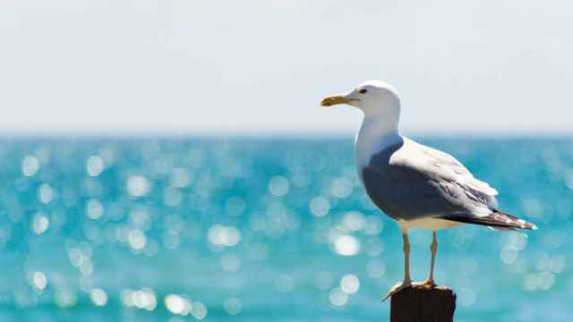 Gaviota patiamarilla.