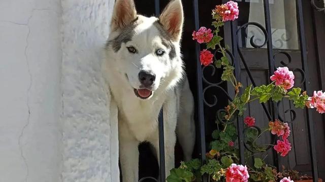 Halong, el perro ‘instagramer’ de Vejer que ha unido a todo el pueblo para frenar su adopción