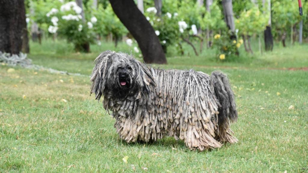 Puli