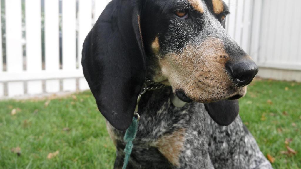 Coonhound