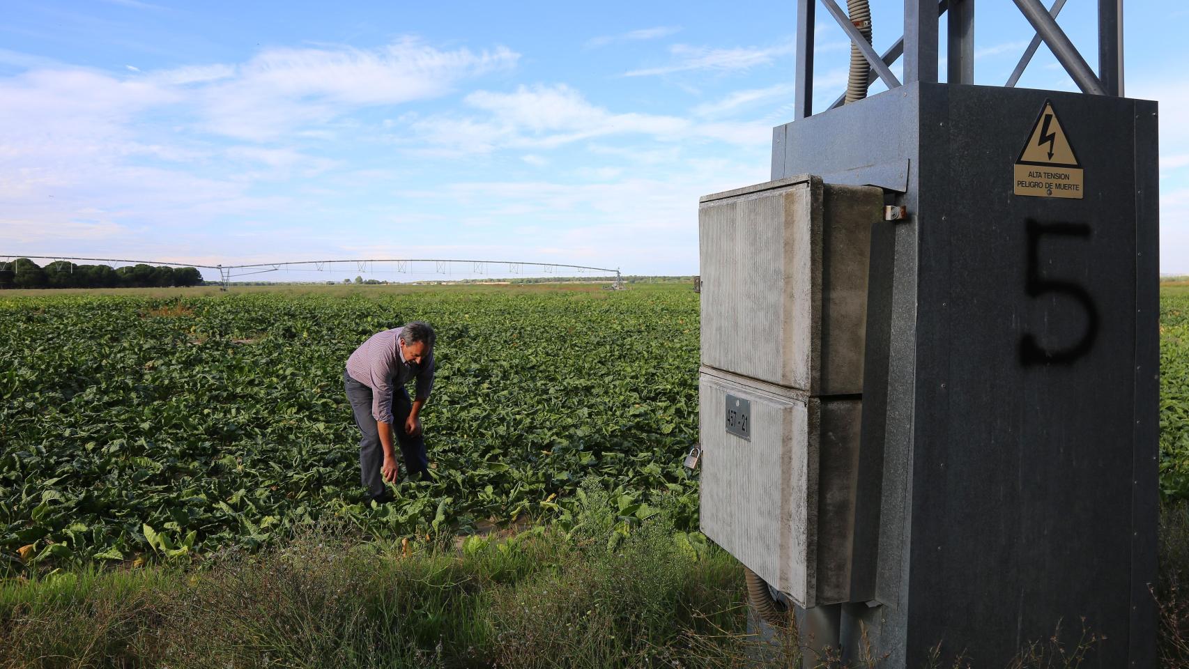 Un agricultor atiende su plantación en Medina del Campo