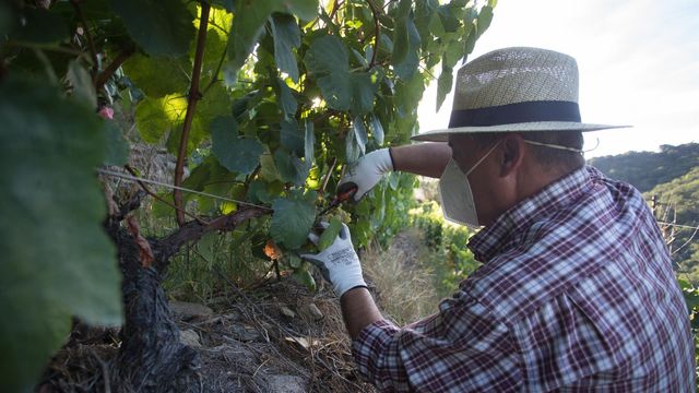Un vendimiador corta racimos de uvas en el viñedo.