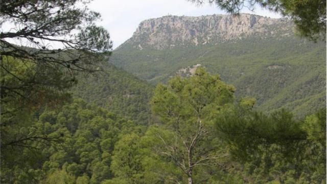 Expertos de la ONU y de la Comisión Europea debaten en Alicante sobre la restauración ecológica