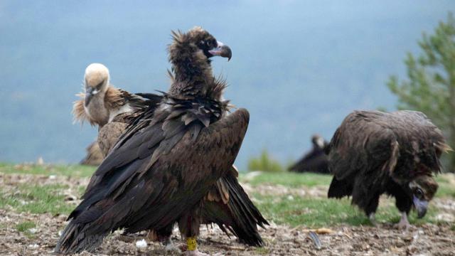 Dos buitres negros liberados en la Sierra de la Demanda junto a un buitre leonado