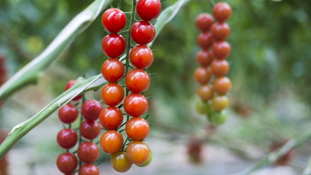 Mata tomate 2