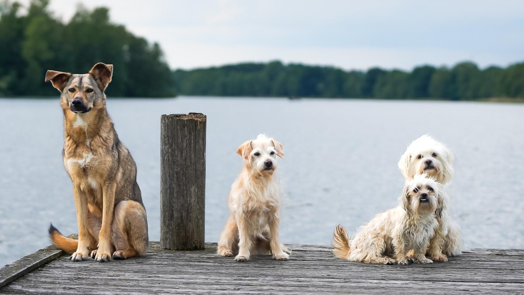 Esta raza de perros es la perfecta para tener en casa