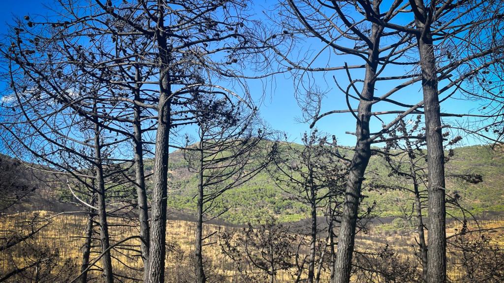 Así está Sierra Bermeja 365 días después de su gran incendio forestal