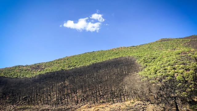 Así está Sierra Bermeja 365 días después de su gran incendio forestal