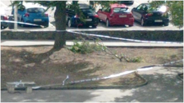 La zona donde ha caído la rama.