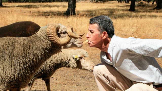 Pedro Díaz, criador de ovejas merinas, juega con un carnero, ofreciéndole pan como reclamo para que se acerque.