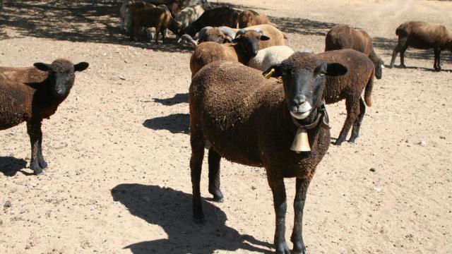 Una oveja merina negra.