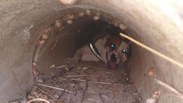 Perro atrapado en Villaseca de la Sagra (Toledo). Foto. CPEIS Toledo.