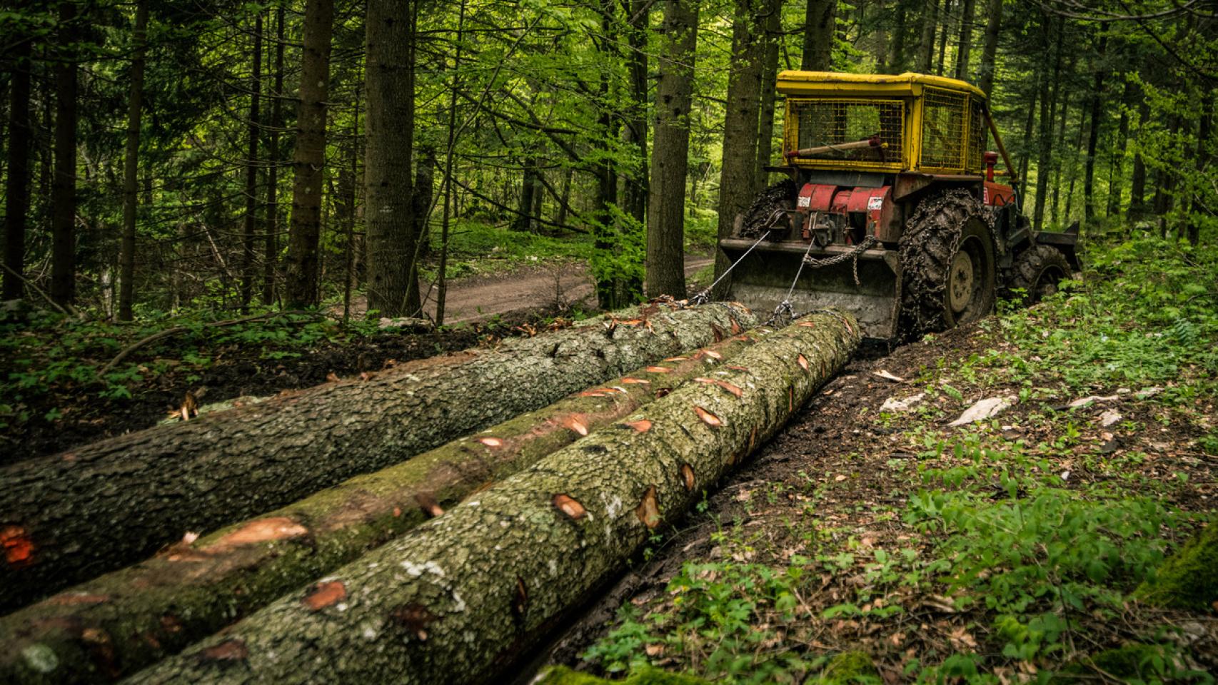 Un skidder tirando de troncos recién talados.