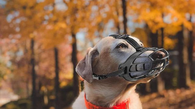 Los mejores bozales para perros