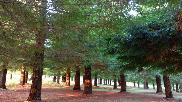 Bosque de secuoyas