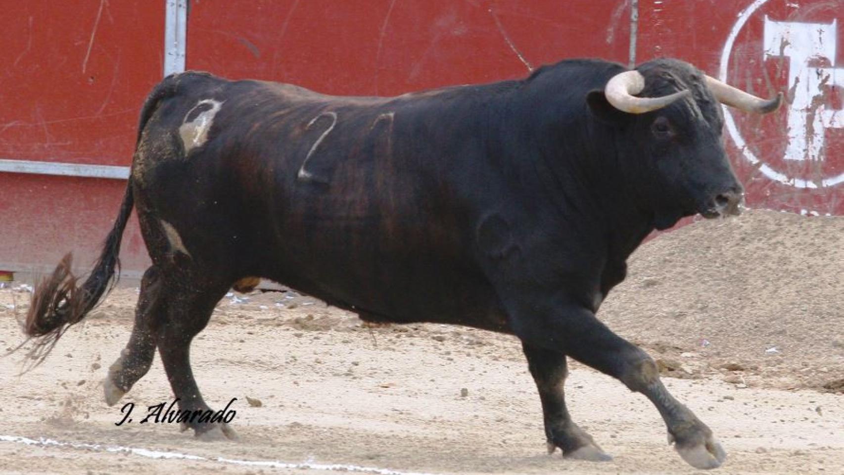 Novillo de Brazuelas lidiado en Pozuelo de Alarcón, al que se le dio la vuelta al ruedo