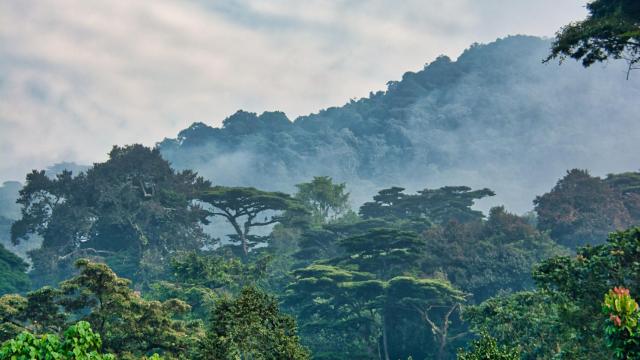 Imagen de archivo del Parque Nacional de Uganda.