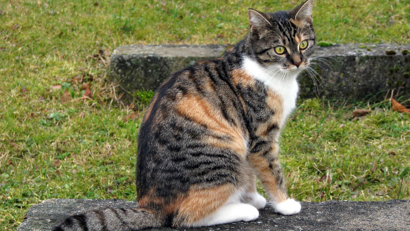 Gato tricolor