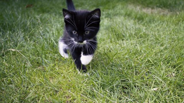 El color de tu gato, ¿qué significa?