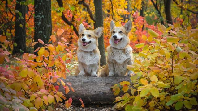 Así es la raza de perro Corgi, el favorito de Isabel II