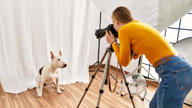 Sesión de fotos a una mascota.