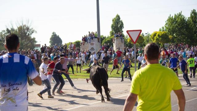 Toro de la Vega en Tordesillas